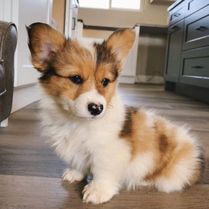 Home 5 - corgi puppies for sale uk